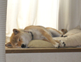 がーじー　さん