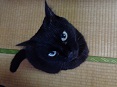 にゃーほー　さん