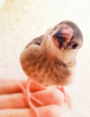 らむ　さん