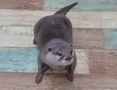 べビウソ　さん
