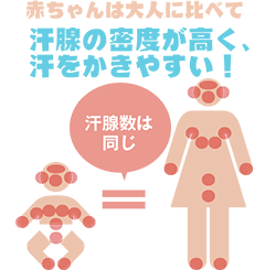 赤ちゃんは大人に比べて汗腺の密度が高く、大人より汗をかきやすい!